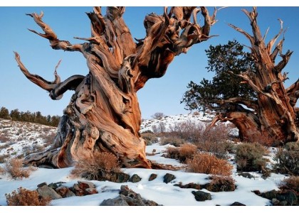 10 oldest trees in the world